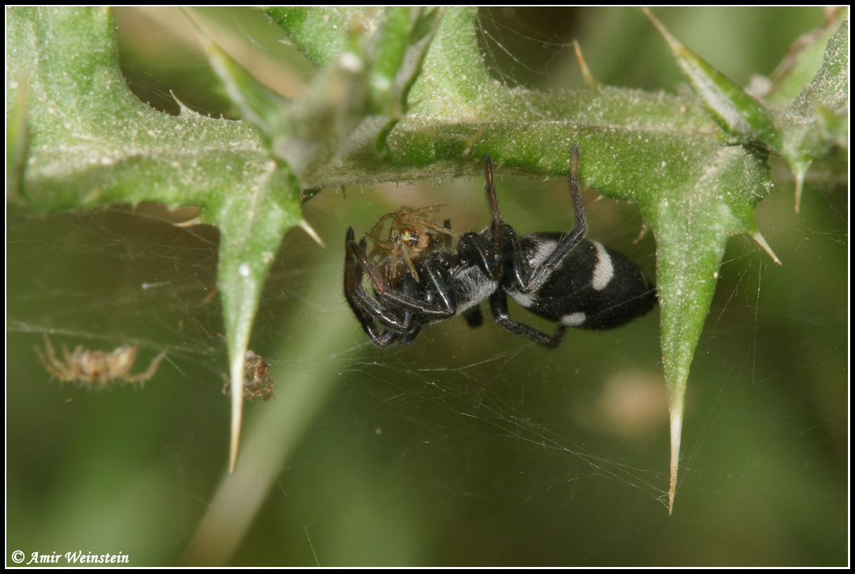 Aphantaulax cincta